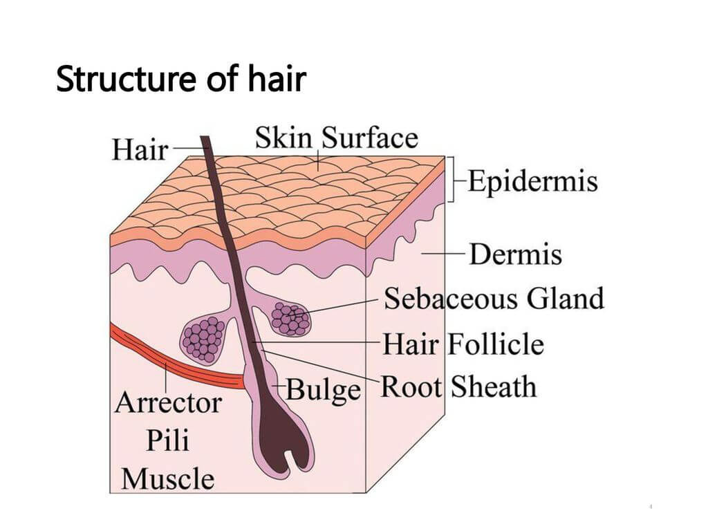 struttura del pelo